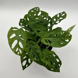 Monstera Adansonii Swiss Cheese Live Plant 6