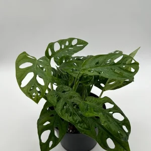 Monstera Adansonii Swiss Cheese Live Plant 6