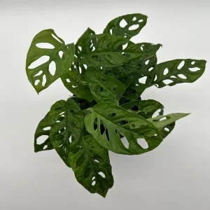 Monstera Adansonii Swiss Cheese Live Plant 6