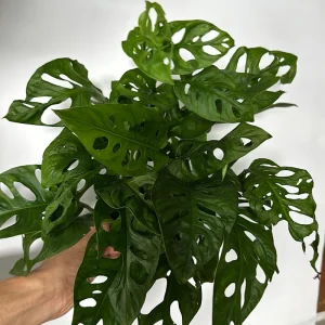 Monstera Adansonii Swiss Cheese Live Plant 6" Pot Indoor - Image 1