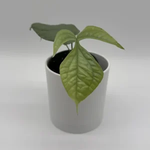Monstera Amydrium Silver Spiderman Live Plant, 4 Inch Pot, Rare Tropical Houseplant - Image 2
