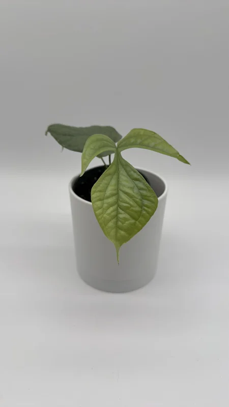 Monstera Amydrium Silver Spiderman Live Plant, 4 Inch Pot, Rare Tropical Houseplant - Image 2