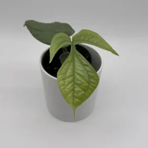 Monstera Amydrium Silver Spiderman Live Plant, 4 Inch Pot, Rare Tropical Houseplant - Image 3