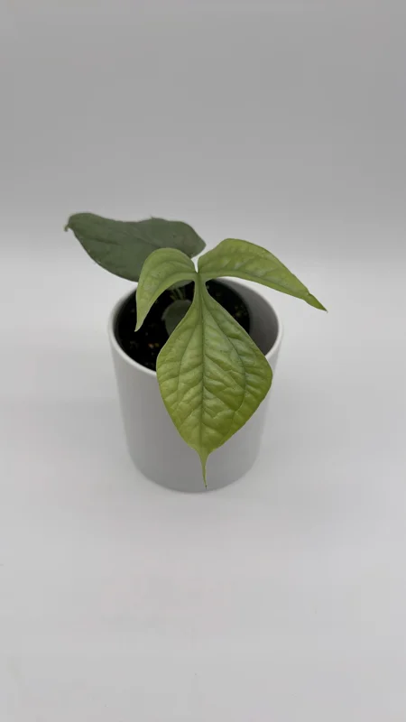 Monstera Amydrium Silver Spiderman Live Plant, 4 Inch Pot, Rare Tropical Houseplant - Image 3
