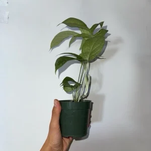 Monstera Amydrium Silver Spiderman Live Plant, 4 Inch Pot, Rare Tropical Houseplant - Image 4