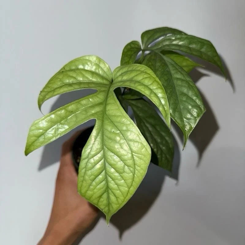 Monstera Amydrium Silver Spiderman Live Plant, 4 Inch Pot, Rare Tropical Houseplant - Image 5