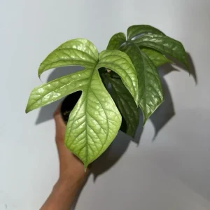 Monstera Amydrium Silver Spiderman Live Plant, 4 Inch Pot, Rare Tropical Houseplant - Image 1
