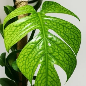 Monstera Amydrium Silver Spiderman Live Plant - Rare Tropical 4