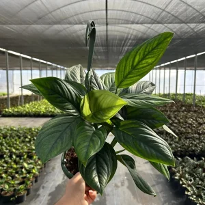 Monstera Black Onyx Live Plant - 6