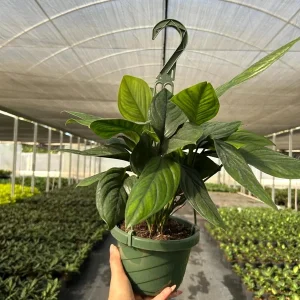 Monstera Black Onyx Live Plant - 6