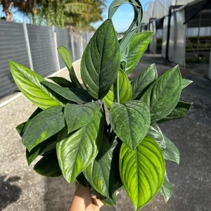 Monstera Black Onyx Live Plant - 6