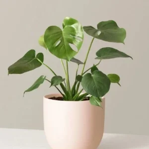 Monstera Deliciosa Cutting Live Plant - Tropical Split Leaf - Indoor & Outdoor - Image 2