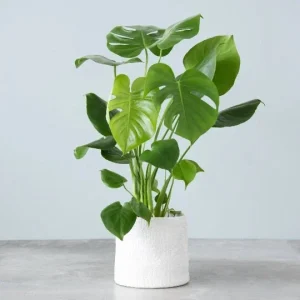 Monstera Deliciosa Cutting Live Plant - Tropical Split Leaf - Indoor & Outdoor - Image 3