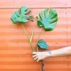 Monstera Deliciosa Cutting Live Plant - Tropical Split Leaf - Indoor & Outdoor - Image 1