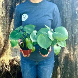 Monstera Deliciosa Live Plant – Split Leaf – 4 inch Pot – Indoor/Outdoor - Image 2