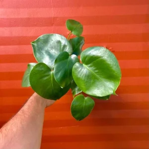 Monstera Deliciosa Live Plant – Split Leaf – 4 inch Pot – Indoor/Outdoor - Image 3