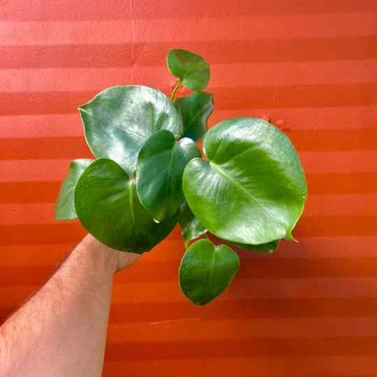 Monstera Deliciosa Live Plant – Split Leaf – 4 inch Pot – Indoor/Outdoor - Image 3