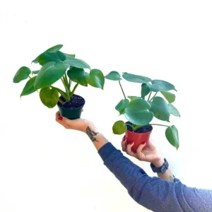 Monstera Deliciosa Live Plant – Split Leaf – 4 inch Pot – Indoor/Outdoor - Image 4