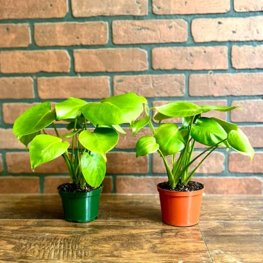 Monstera Deliciosa Live Plant – Split Leaf – 4 inch Pot – Indoor/Outdoor - Image 5