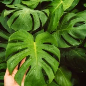 Monstera Deliciosa Live Plant – Split Leaf – 4 inch Pot – Indoor/Outdoor - Image 9