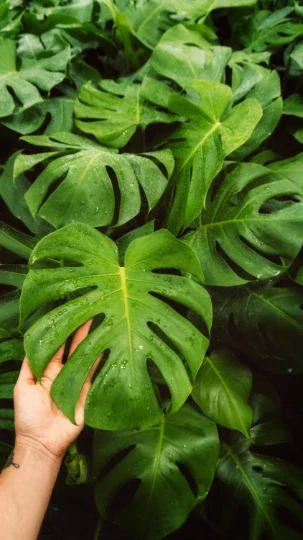Monstera Deliciosa Live Plant – Split Leaf – 4 inch Pot – Indoor/Outdoor - Image 9