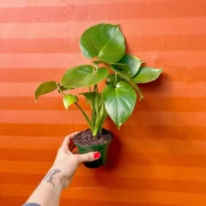 Monstera Deliciosa Live Plant – Split Leaf – 4 inch Pot – Indoor/Outdoor - Image 1