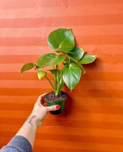 Monstera Deliciosa Live Plant – Split Leaf – 4 inch Pot – Indoor/Outdoor - Image 1