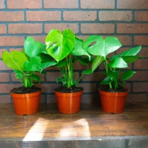 Monstera Deliciosa Live Plant – Split Leaf Tropical Plant – 6 inch Pot – Indoor & Outdoor - Image 3
