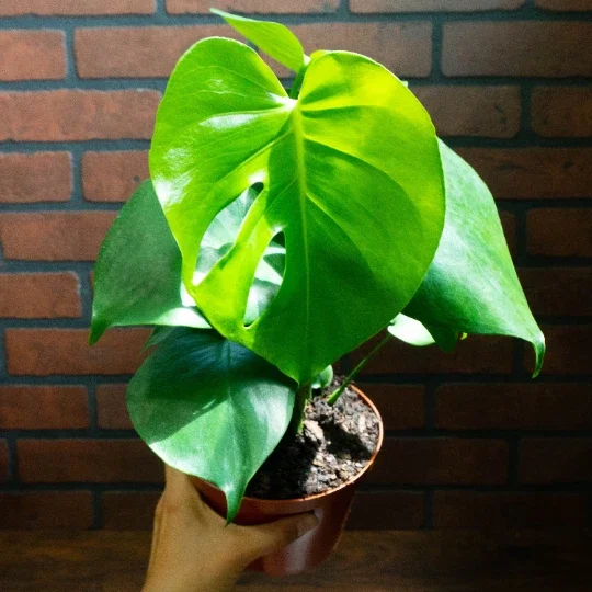 Monstera Deliciosa Live Plant – Split Leaf Tropical Plant – 6 inch Pot – Indoor & Outdoor - Image 5