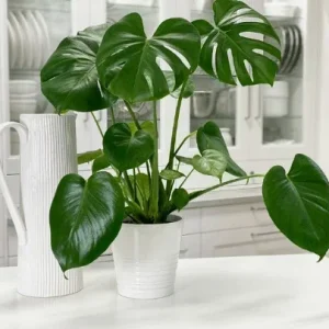Monstera Deliciosa Live Plant – Split Leaf Tropical Plant – 6 inch Pot – Indoor & Outdoor - Image 6