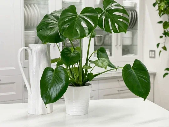 Monstera Deliciosa Live Plant – Split Leaf Tropical Plant – 6 inch Pot – Indoor & Outdoor - Image 6