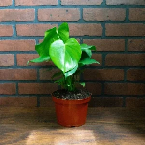 Monstera Deliciosa Live Plant – Split Leaf Tropical Plant – 6 inch Pot – Indoor & Outdoor - Image 7