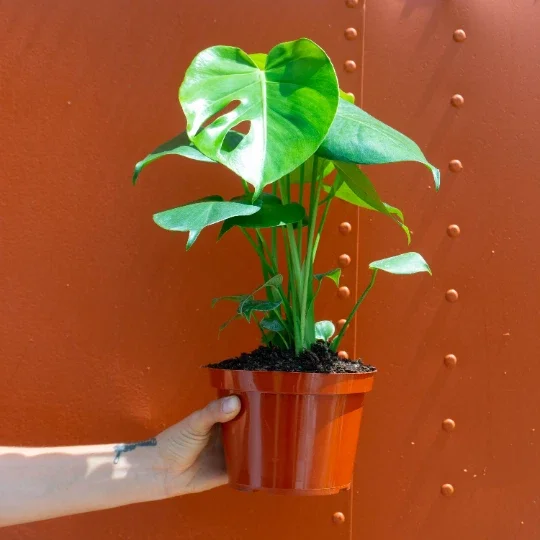 Monstera Deliciosa Live Plant – Split Leaf Tropical Plant – 6 inch Pot – Indoor & Outdoor - Image 1
