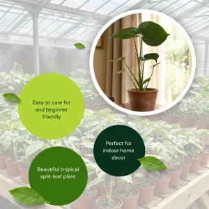 Monstera Deliciosa Live Plant – Swiss Cheese Plant, 4-6 Inch Tall Houseplant - Image 4