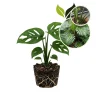 Monstera Deliciosa Live Plant – Swiss Cheese Plant, 4-6 Inch Tall Houseplant - Image 1