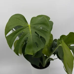 Monstera Deliciosa Live Plant – Tropical Houseplant – 6 Inch Pot – Indoor - Image 2