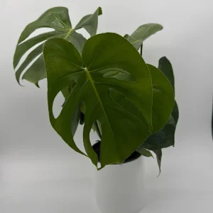 Monstera Deliciosa Live Plant – Tropical Houseplant – 6 Inch Pot – Indoor - Image 3