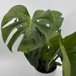 Monstera Deliciosa Live Plant – Tropical Houseplant – 6 Inch Pot – Indoor - Image 4