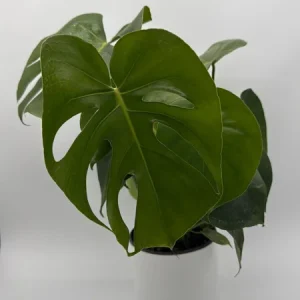 Monstera Deliciosa Live Plant – Tropical Houseplant – 6 Inch Pot – Indoor - Image 5
