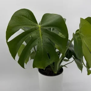 Monstera Deliciosa Live Plant – Tropical Houseplant – 6 Inch Pot – Indoor - Image 6