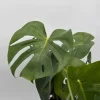Monstera Deliciosa Live Plant – Tropical Houseplant – 6 Inch Pot – Indoor - Image 1