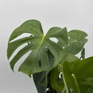 Monstera Deliciosa Live Plant – Tropical Houseplant – 6 Inch Pot – Indoor - Image 1