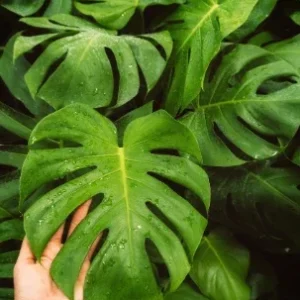 Monstera Deliciosa Plug Live Tropical House Plant Starter - Indoor & Outdoor - Image 10