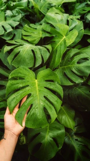 Monstera Deliciosa Plug Live Tropical House Plant Starter - Indoor & Outdoor - Image 10