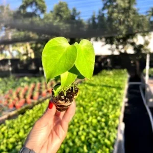 Monstera Deliciosa Plug Live Tropical House Plant Starter - Indoor & Outdoor - Image 2