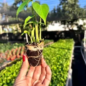 Monstera Deliciosa Plug Live Tropical House Plant Starter - Indoor & Outdoor - Image 4