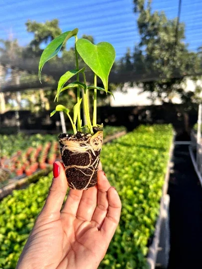 Monstera Deliciosa Plug Live Tropical House Plant Starter - Indoor & Outdoor - Image 4