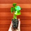 Monstera Deliciosa Plug Live Tropical House Plant Starter - Indoor & Outdoor - Image 1