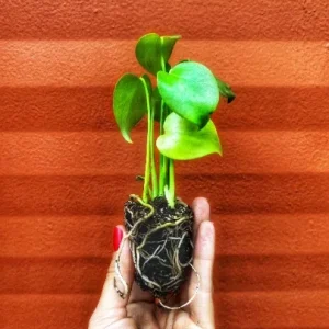 Monstera Deliciosa Plug Live Tropical House Plant Starter - Indoor & Outdoor - Image 1