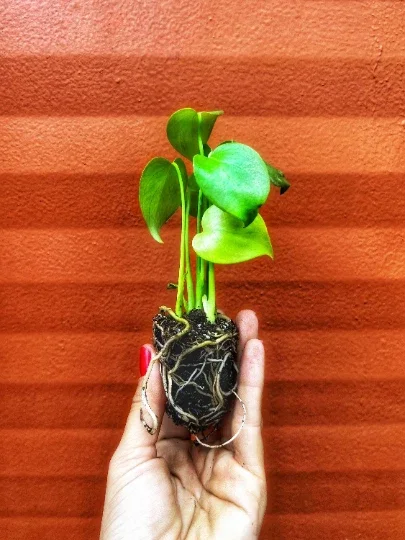 Monstera Deliciosa Plug Live Tropical House Plant Starter - Indoor & Outdoor - Image 1